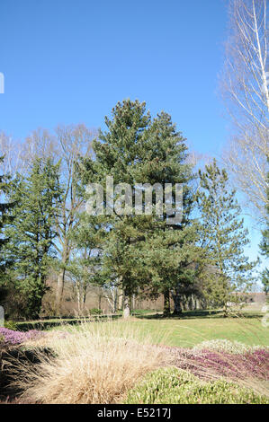 Macedonian pine Stock Photo