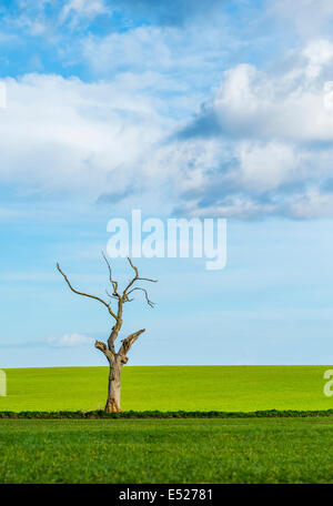 A lone dead tree in a field on a sunny day.