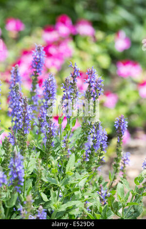 Salvia farinacea, Victoria Blue Salvia Stock Photo - Alamy