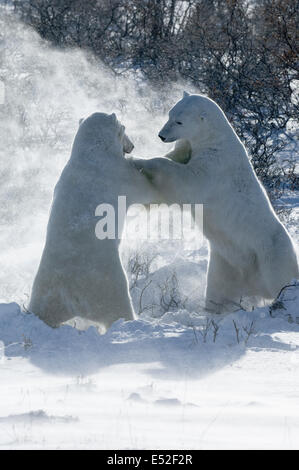 Two polar bears standing upright on their hind legs wrestling each other. Stock Photo