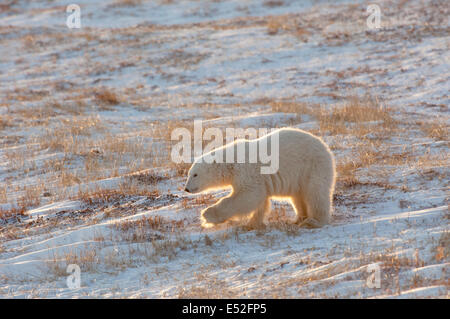 A polar bear crossing a snowfield, at sunset. Stock Photo