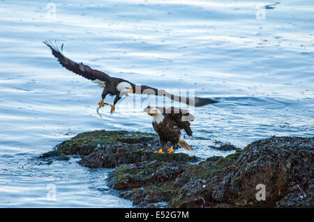 Two bald eagles, Haliaeetus leucocephalus, by water. One spreading its wings and taking off clasping a fish in its talons. Stock Photo