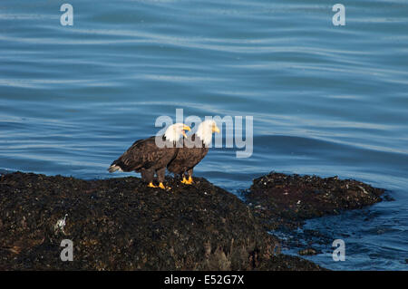 Two bald eagles, Haliaeetus leucocephalus, perched on a rock by water. Stock Photo