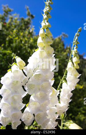 White Foxglove Stock Photo