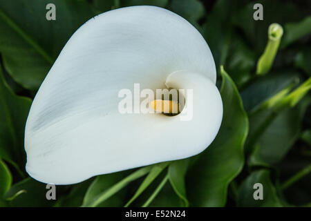 arum lily flower Stock Photo