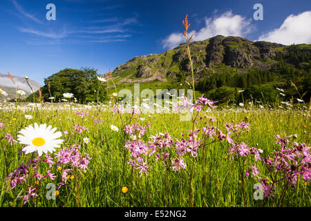 Traditional hay meadows at the head of the Langdale valley, Lake District, UK, are some of the best wild flower hay meadows left in the country. Since the second world war, Britian has lost over 95% of its traditional hay meadows, as farmers have converted to silage. Stock Photo
