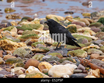 Carrion Crow Corvus corone foraging on a stony beach on the south coast of England UK Stock Photo