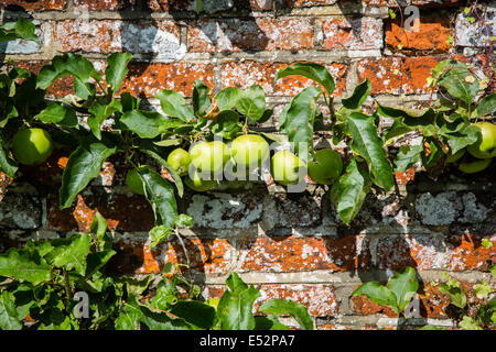 Espaliered apples on a sunny garden wall in Hampshire England UK Stock Photo