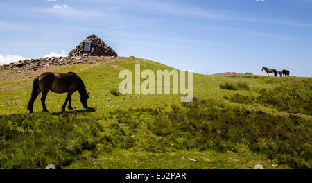 Exmoor ponies grazing near the summit cairn of Dunkery Beacon the highest point of Exmoor National Park Somerset UK Stock Photo