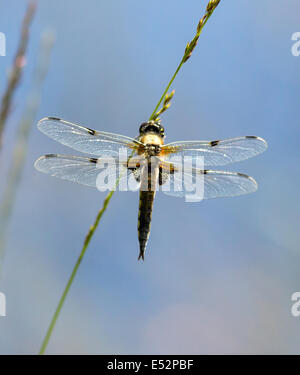 Four Spotted Chaser or Skimmer Libellula quadrimaculata at rest on a lakeside grass stem Stock Photo