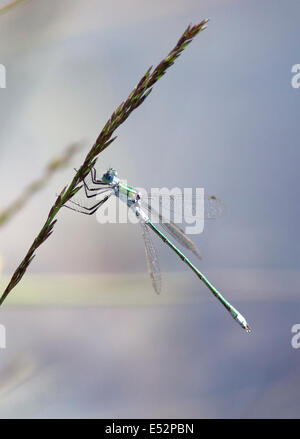 Male Emerald Damselfly Lestes sponsa perched above an acidic bog pool at Thursley Common in Surrey UK Stock Photo