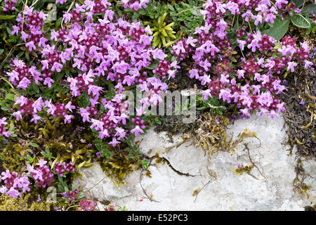 Common Thyme flowers Thymus vulgaris growing on limestone in Lathkill Dale in the Derbyshire Peak district Stock Photo