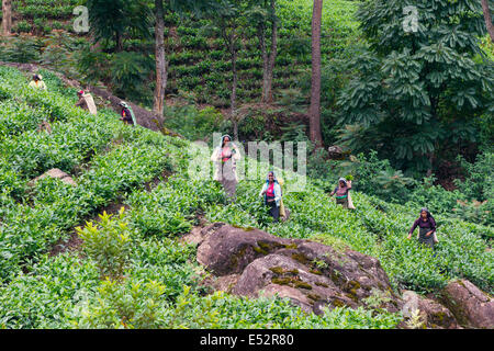 Ladies harvesting tea leaves near Nuwara Eliya in the highlands of Sri Lanka Stock Photo