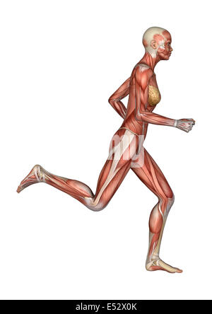 3D digital render of a running female anatomy figure with muscles map isolated on white background Stock Photo
