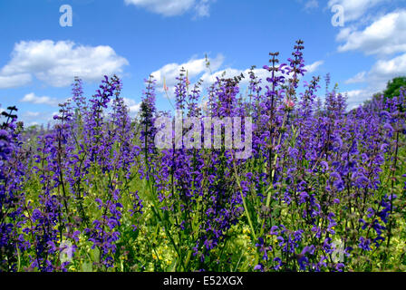 Blue sage flowering on a meadow Germany Brandenburg Potsdam Stock Photo