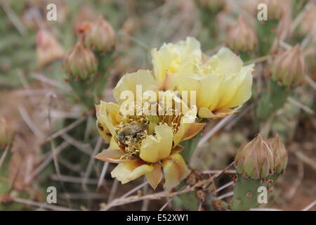 A bee gathers pollen from a Prickly Pear cactus flower outside of Mountainair New Mexico Stock Photo