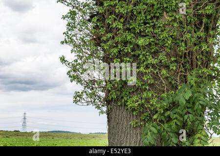 Ivy growing on a tree next to a farmers field Stock Photo