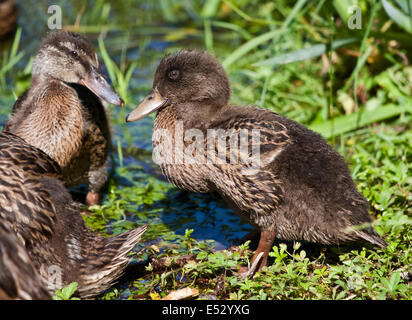 Juvenile Mallard Duck (anas platyrhynchos), Lake Idro, Northern Italy Stock Photo