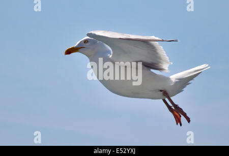 European Herring Gull (larus argentatus) flying overf the English Channel between Dover and Calais Stock Photo