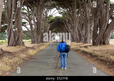 female, photographer, Monterey Cypress, Monterey Cypress trees, Point Reyes National Seashore, California, United States Stock Photo