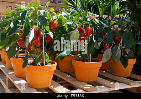 Red pepper or capsicum plants on The World Vision Garden at RHS Hampton Court Place Flower Show 2014 Stock Photo