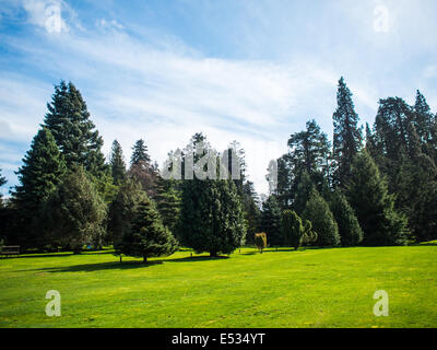 Scone Palace pine trees park Stock Photo