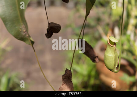 Nepenthes Stock Photo