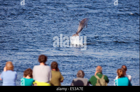 Bottlenose Dolphin calf breaching in front of onlookers at Chanonry Point, Scotland Stock Photo