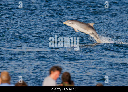 Bottlenose Dolphin calf breaching in front of onlookers at Chanonry Point, Scotland Stock Photo