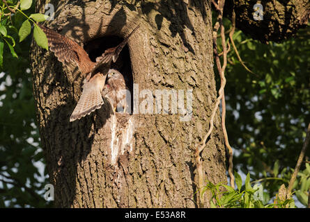Wild female Kestrel, Falco tinnunculus delivering food into nest of waiting chicks Stock Photo