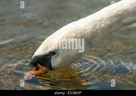 Mute Swan dabbling in a lake of clean, clear water with water rings around its beak Stock Photo