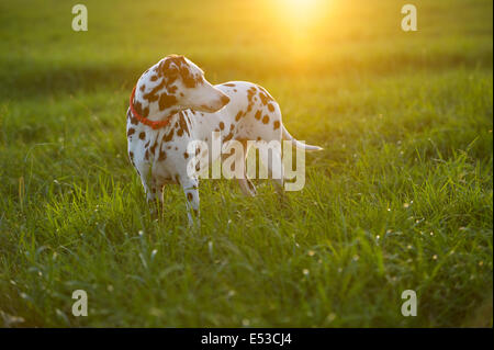 A Dalmatian dog free to roam in the evening light. Stock Photo