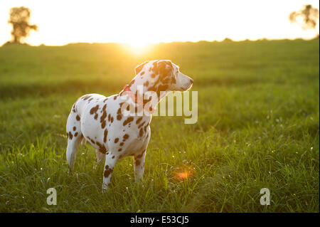 A Dalmatian dog in the setting sun. Stock Photo