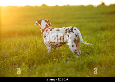 A Dalmatian dog looks towards the setting sun.. Stock Photo