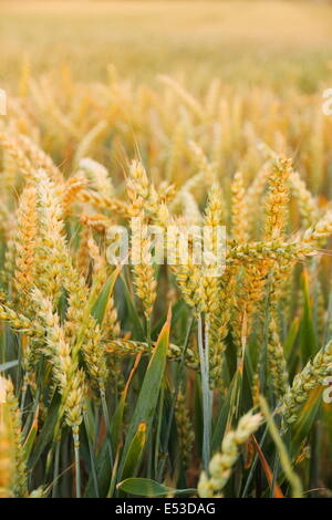Ripe wheat ears on field as background, vertical Stock Photo