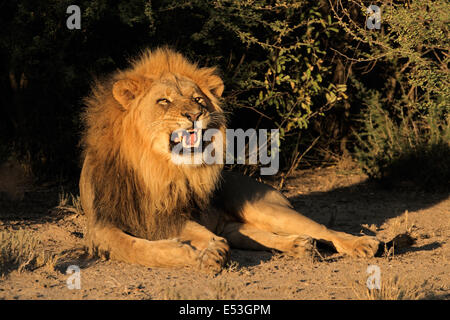 Big male African lion (Panthera leo) snarling, South Africa Stock Photo