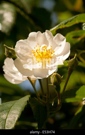 Rambling Rector Rose flower Stock Photo - Alamy