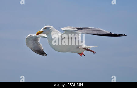 European Herring Gull (larus argentatus) flying overf the English Channel between Dover and Calais Stock Photo