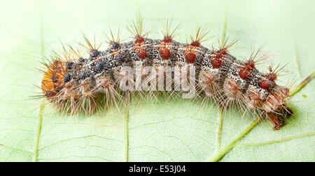 Lymantria dispar dispar , gypsy moth, European gypsy moth, and North American gypsy moth, caterpillar Stock Photo