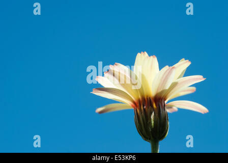 leucanthemum 'sunshine peach' Stock Photo