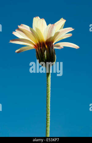 leucanthemum 'sunshine peach' Stock Photo