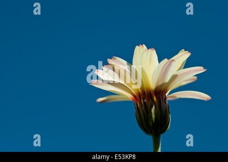 leucanthemum 'sunshine peach' Stock Photo