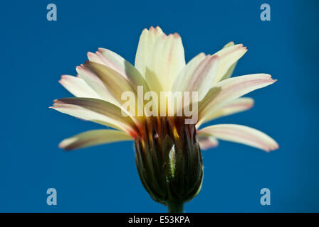 leucanthemum 'sunshine peach' Stock Photo