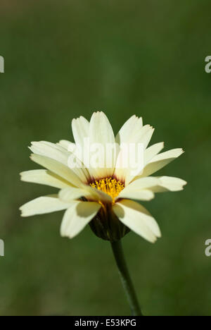 leucanthemum 'sunshine peach' Stock Photo