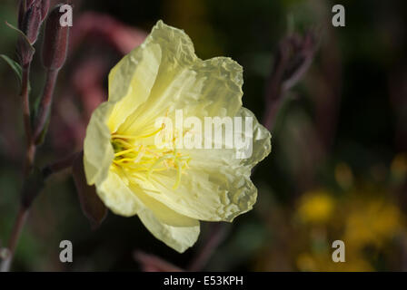 Oenothera 'Lemon sunset', (Evening primrose) Stock Photo