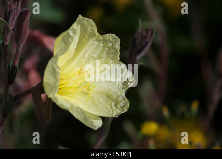 Oenothera 'Lemon sunset', (Evening primrose) Stock Photo