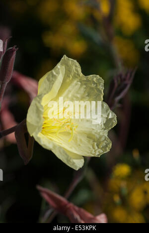 Oenothera 'Lemon sunset', (Evening primrose) Stock Photo