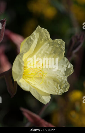 Oenothera 'Lemon sunset', (Evening primrose) Stock Photo