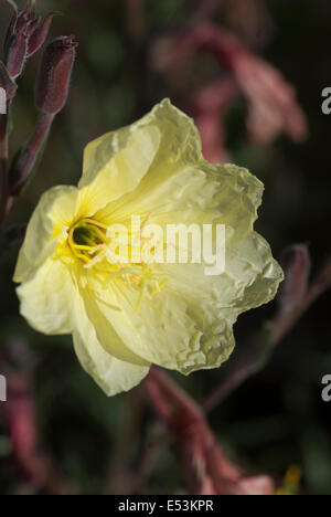 Oenothera 'Lemon sunset', (Evening primrose) Stock Photo