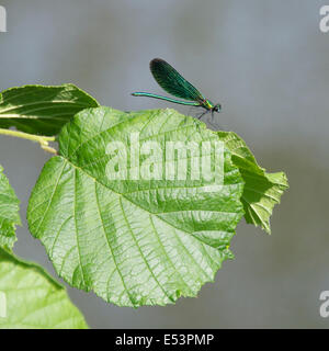 Brockham, Dorking, Surrey, UK. 19th July, 2014.  The UK Big Butterfly Count takes place 19th July to 10th August. Butterflies on the Banks of the River Mole at Brockham, Surrey. Saturday 19th July 2014. A Damsel Fly 'Zygoptera' rests on a Hazel leaf in a wild meadow on the banks of the River Mole at Brockham, Dorking, Surrey  Credit:  Photo by Lindsay Constable / Alamy Live News Stock Photo